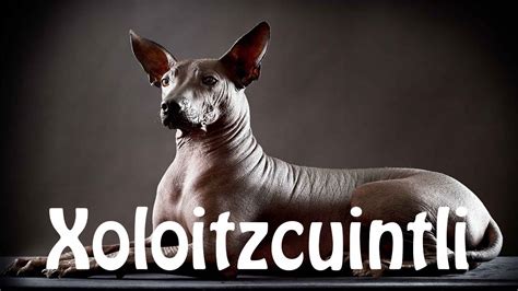 I must insist that no one attempt to pronounce those words in this way. How To Pronounce Xoloitzcuintli - YouTube