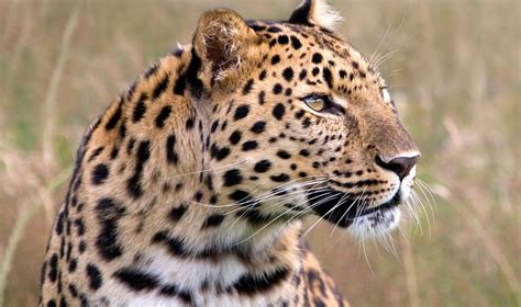 Amur Leopard Species Facts Conservation Bigcatswildcats
