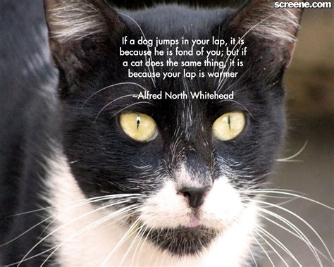 Warrior Cats Quotes And Sayings Famous Quotesgram