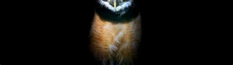 Owl Wallpaper 4k Night Wildlife Black Background