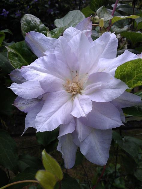 Chelsea award winning horticulturist andy mcindoe guides you through how to plant a clematis.for more information, gardening tips and inspiration visit. 401 best Clematis images on Pinterest | Climber plants ...