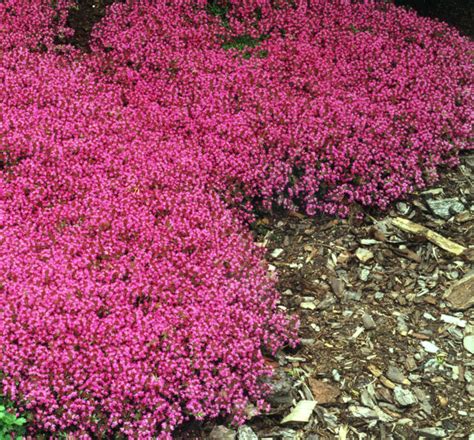 Red Creeping Thyme Natorps Online Plant Store