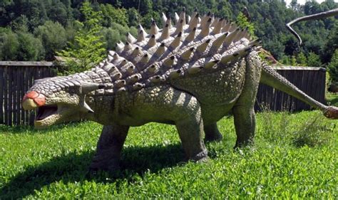 Gatunki Dinozaurów Bałtowski Kompleks Turystyczny
