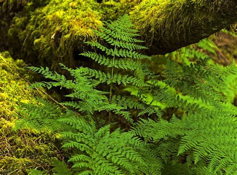 Ferns Forest Tree Green Hd Wallpaper Peakpx