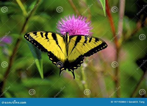 Tiger Swallowtail Fotografia Stock Immagine Di Impollinazione