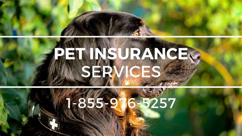 At the insured pet, we can help answer these questions. Pet Insurance Sedro Woolley WA - Affordable Pet Insurance ...