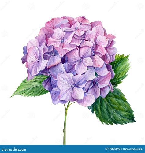 Lilac Hydrangea Flowers Isolated White Background Watercolor