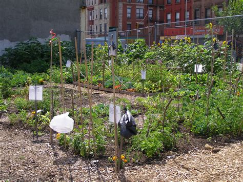 Learn about how you can find a community garden in new york city. Community Gardens. Brooklyn nyc | Community gardening ...
