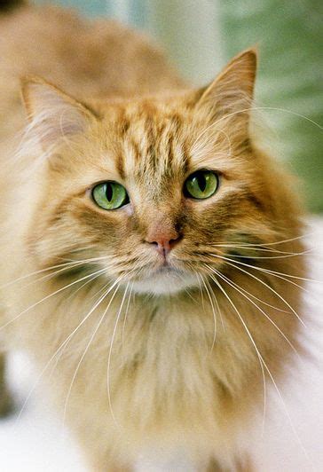 Beautiful Ginger Cat With Green Eyes Cats Pinterest