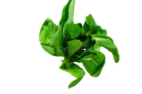 Fresh Chinese Cabbage Bok Choy Isolated On A White Background Stock