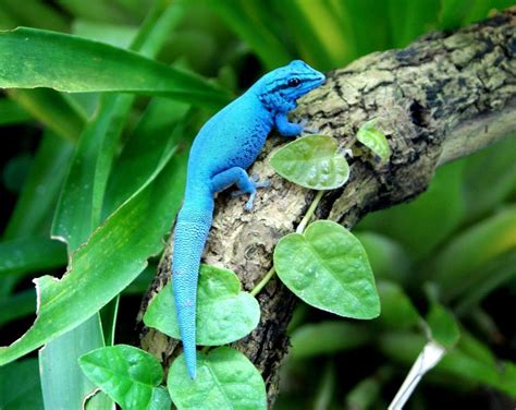 Eastern Lygodactylus Williamsi Electric Blue Day Gecko For Sale