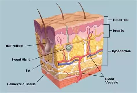 What Are The Layers Of Skin In Order And Their Functions Quora