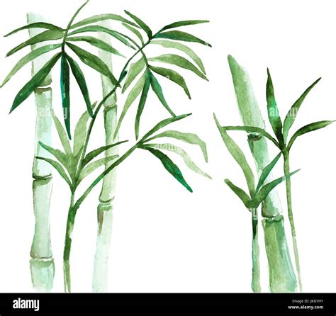 Watercolor Bamboo Illustration Stock Vector Image And Art Alamy