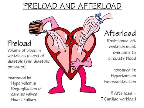 What Are Preload And Afterload Faculty Of Medicine