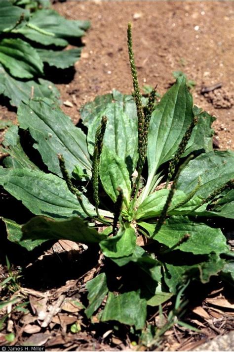 Plantain One Of The Top 10 Herbs For Staying Healthy Remedygrove