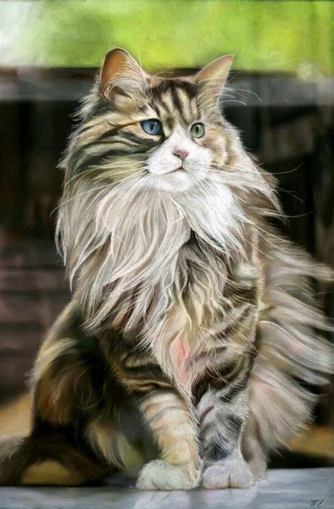The maine coon cat is considered the only longhair breed native to the united states. Pin on Maine Coon Cat
