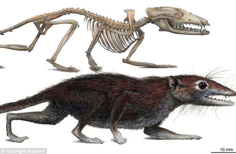 Humans Evolved From Four Legged Creatures Similar To Squirrels Hubpages