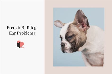 French Bulldog Ears Facts Problems Tapping And Cleaning