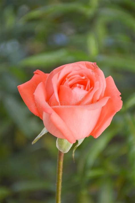 Pink Rose Flower Stock Photo Image Of Nature Closeup 63992164