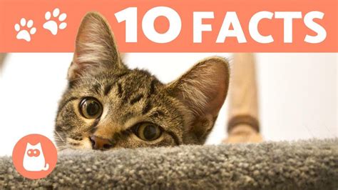 10 Things You Probably Didnt Know About Cats Pet News Live