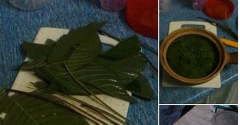 Pokok Ketum Urat Merah Daun Ketum Biak Explore Elangchon Chon S Photos On Selatan Vietnam Thailand Malaysia Menggugurkan Daunnya Pada Musim Adhiwann