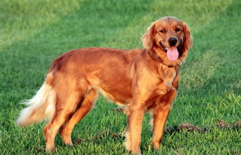 7 months old golden retriever into red zone aggressive behavior. Welcome to Windy Knoll Goldens — Breeders of AKC ...