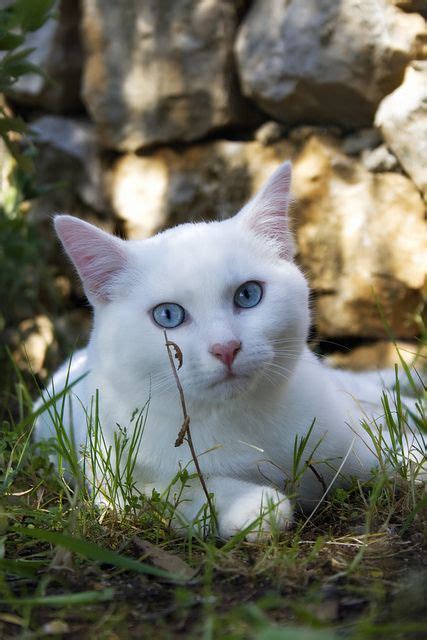 470 White Cats With Blue Eyes Ideas In 2021 White Cats Cats Cat