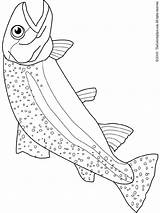 Trout Coloring Colouring sketch template