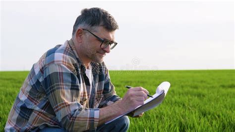 Senior Farmer Is Sitting In His Growing Wheat Field He Is Examining