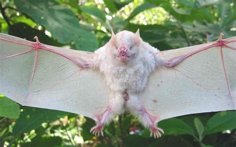 Pin By Moonyeen Mccormick On Crazy About Bats Albino Animals Mammals