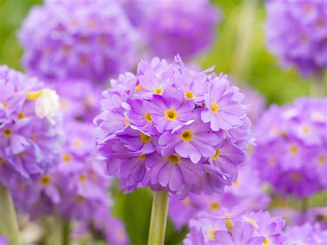 11 Best Perennial Flowers For Shady Gardens