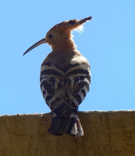 Hoopoe Bird Olympus Digital Camera Ziad Fhema Flickr