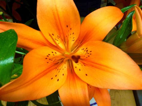 3 Fun Facts About Lilies Freytags Florist Freytags Florist