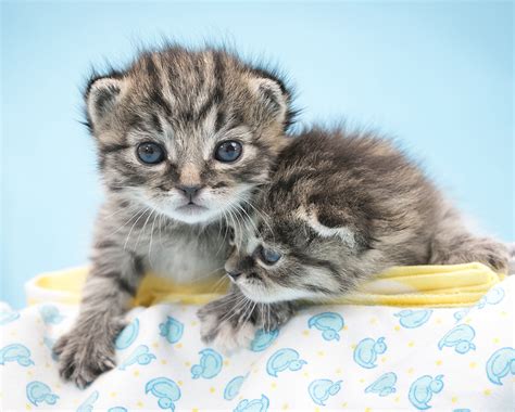 Don't miss what's happening in your neighborhood. Kitten Nursery | San Diego Humane Society