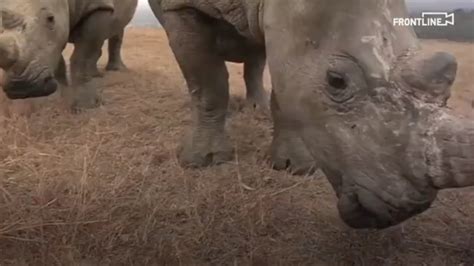 South Africa Rhino Poaching Drops Sharply Amid Covid 19