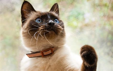 Balinese Cat Pets Breeds Of Domestic Cats A Cat With Blue Eyes