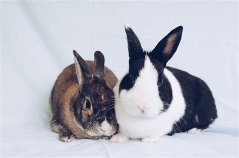 Georgia House Rabbit Society Is Running An Adoption Special On Bonded