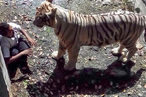 Staring Death In The Face Tiger Kills Student At Zoo
