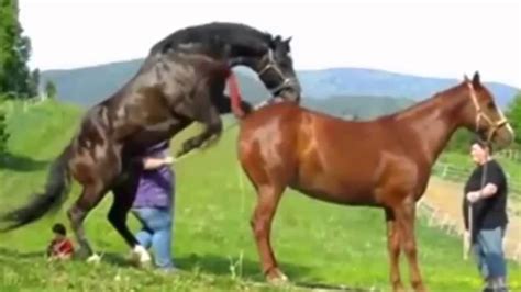 Horse Mating With Horse Animals Having Fun With Each