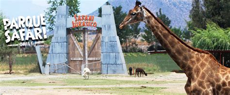 Последние твиты от parque safari chile (@parquesafari). Parque Safari Rancagua | Somos Tour
