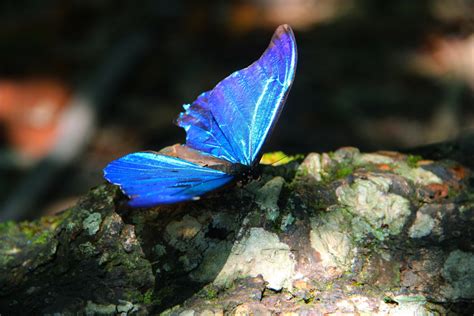 Gambar Alam Daun Bunga Margasatwa Serangga Biru Flora Fauna