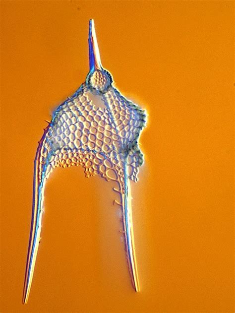 Ssm South China Sea Picture Of Radiolarian Microscopic Nature