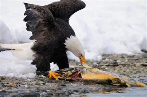 Bald Eagle Eating Salmon Chilkat River Alaska Expeditions Alaska
