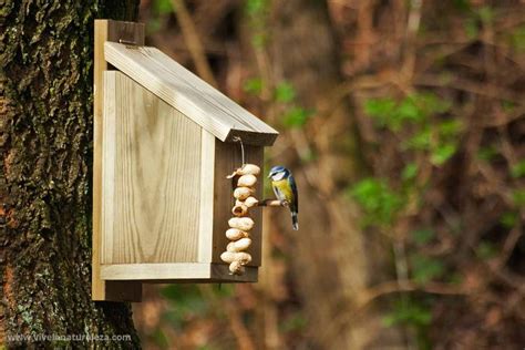 Cómo Hacer Una Casa Para Pájaros Vive La Naturaleza