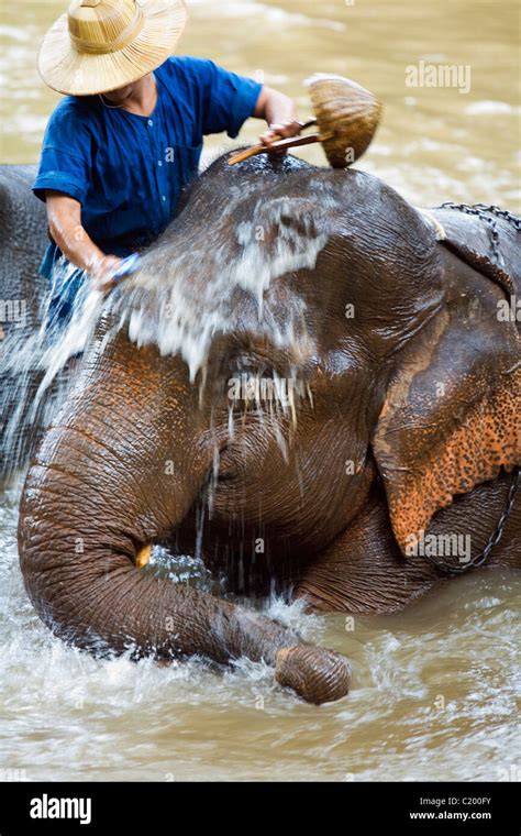 An Elephant Is Bathed In The River By Its Mahout At The Chiang Dao Elephant Training Centre