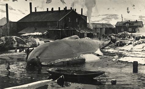 A Blue Whale Lies On The Flensing Platform At The Grytviken Whaling