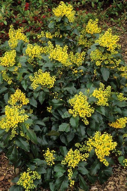 Mahonia Aquifolium Apollo Oregon Grape For Partial Shade Early