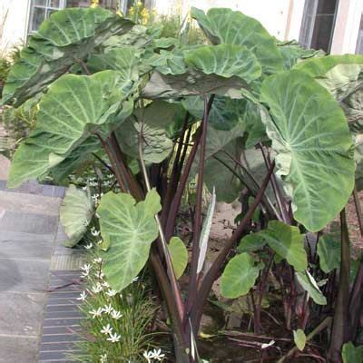 View colocasia esculenta research papers on academia.edu for free. Colocasia antiquorum- elephant ears | Shade plants, Garden ...