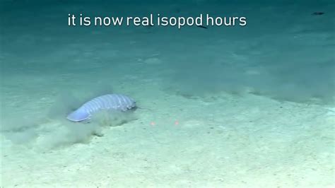 Real Isopod Hours Youtube