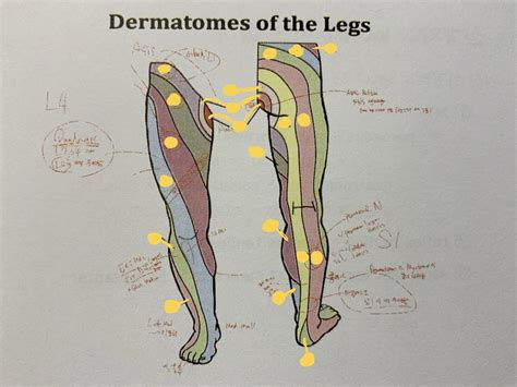 Dermatomes Of The Legs Diagram Quizlet